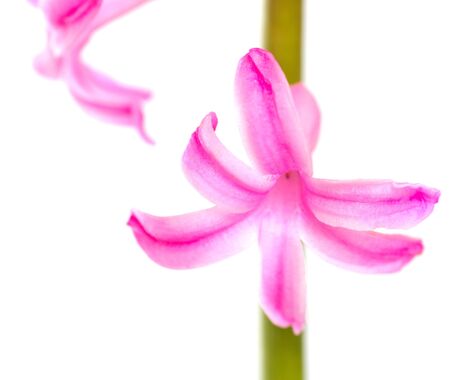 pink hyacinth flower isolated on whiteの写真素材