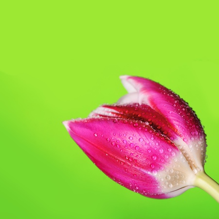 pink tulip head with water drops on greenの写真素材