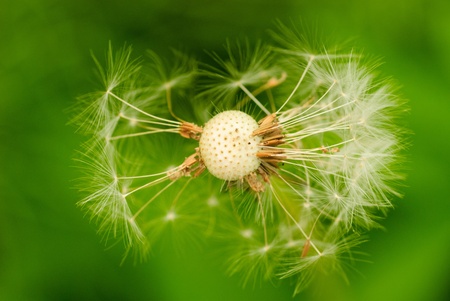 Dried dandelion close up on greenの写真素材