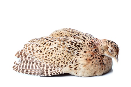 Sick falcon isolated on wite background