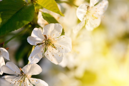 cherry blossom on spring tree and foliage expansion