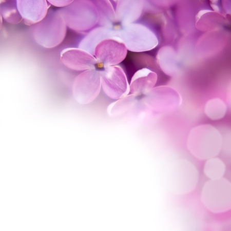 close up beautiful lilac background with light violet flowers close up beautiful lilac background with light violet flowers