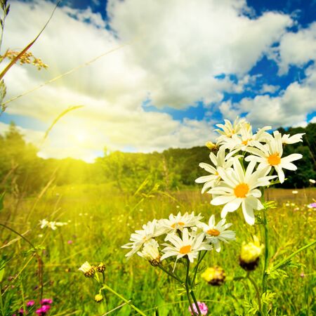 Ox-eye daisies in the meadow and deep blue sky lanscape Ox-eye daisies in the meadow and deep blue sky lanscape