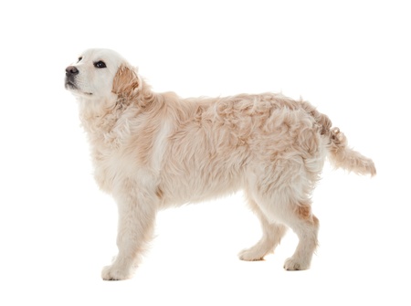 Golden retriever puppy  isolated on white backgroundの写真素材