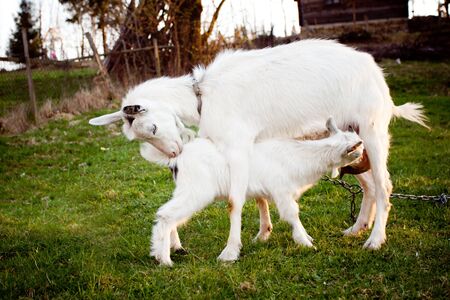 Goat and goatling are suckling the mom on grazeの写真素材