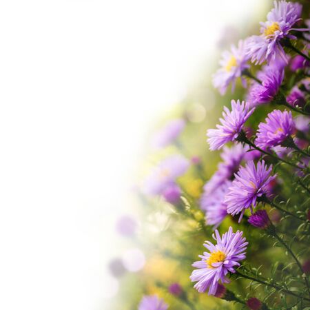 Lilac daisy flowers over green defocused natural background in sunny day. Selective focus. Postcardの写真素材