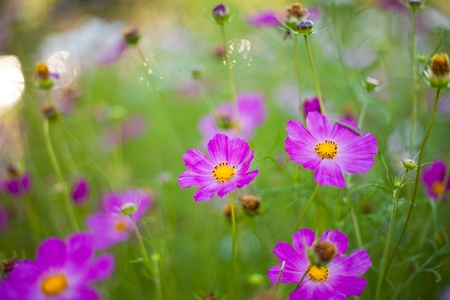 Different pink cosmos flowers closeup の写真素材