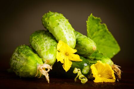 Cucumbers with flowers and green leaf on black background. Agriculture still lifeの写真素材
