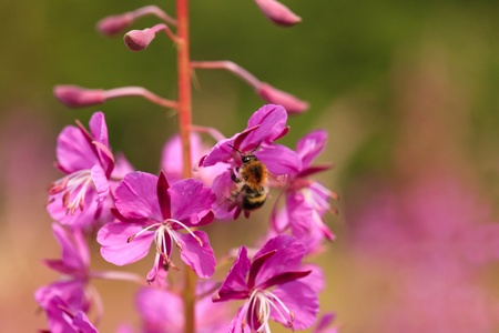 Sally-bloom at the forest edge close up. Lat. Chamerion angustifolium. Bee inflight.の写真素材