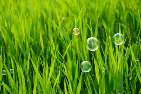Grass of the meadows and soap bubblesの写真素材
