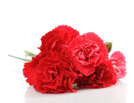 red carnation flower isolated on whiteの写真素材