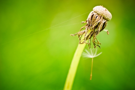 Lonely dandelion seed closeup outdoorの写真素材