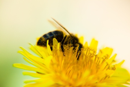 Bee on dandelion close up. Shallow deep of field