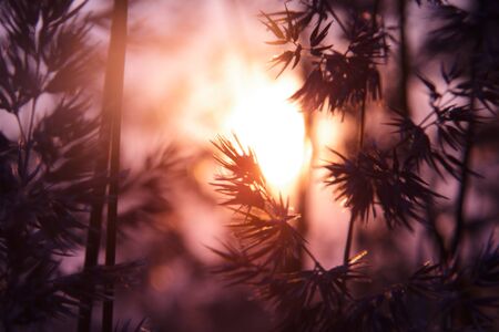 Plants silhoette of field in evening glowの写真素材