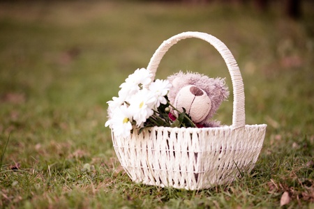 White daisies and teddy bear in basket on the grass.の写真素材