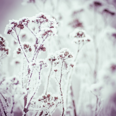 Winter background closeup for design
