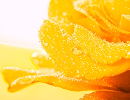 Rose with water drops closeup backgroundの写真素材