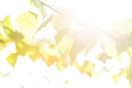 Green leaves closeup, a background for designの写真素材