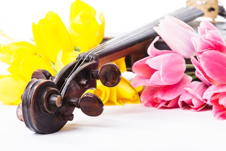 Black old violin with tulips on whiteの写真素材