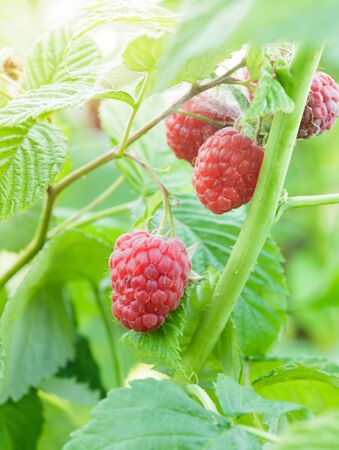 Ripe red raspberry on the branch closeupの写真素材