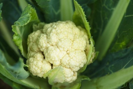 The cauliflower in the garden close upの写真素材