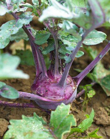 Kohlrabi close up growing in the gardenの写真素材
