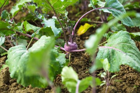 Kohlrabi close up growing in the gardenの写真素材