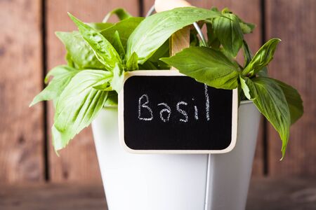 Fresh green basil in little white pail on wood backgroundの写真素材