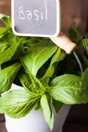 Fresh green basil in little white pail on wood backgroundの写真素材
