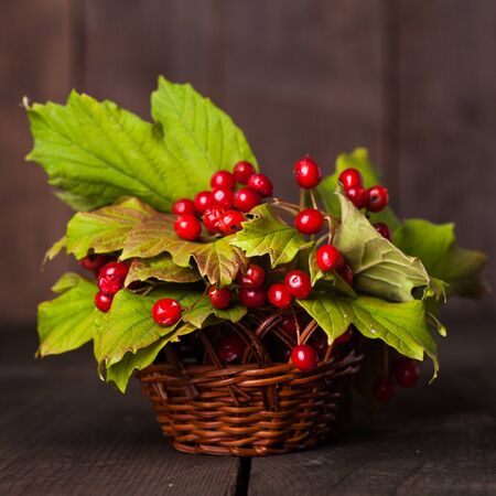 Still life with guelder rose on the wood backgroundの写真素材