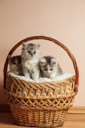 Three grey kittens in a basket with over pink wallの写真素材