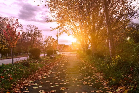 Autumn park's path in evening glow aftter rainの写真素材