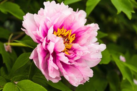 Fresh pink peony flower closeup on the bushの写真素材
