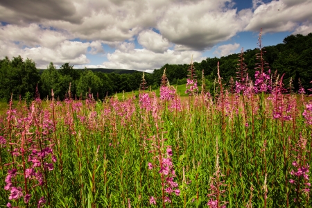 Sally-bloom at the forest edge close up  Lat  Chamerion angustifoliumの写真素材