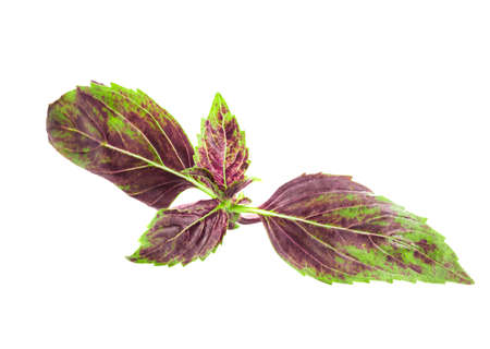Fresh and young red basil leaf isolated on whiteの写真素材