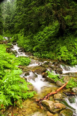 Mountain stream in green summer forest in Carpathian mountains
