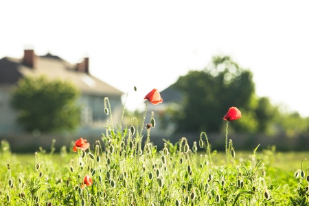 Living out of town - poppies field near the houseの写真素材