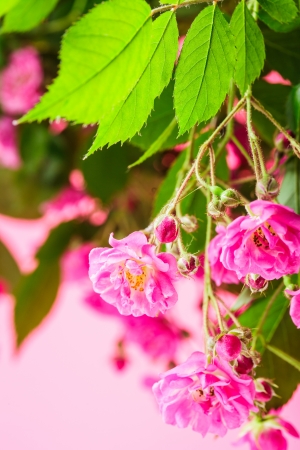 Pink roses with green leaves as a background for designの写真素材