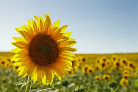 sunflower field in the summer and clear blue skyの写真素材