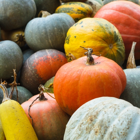 Pumpkin harvesting on the field, different types of pumpkinの写真素材