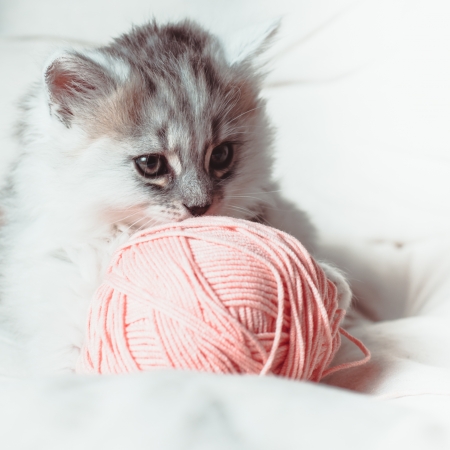 Grey kitten on the white cushion with a pink a ball of yarnの写真素材