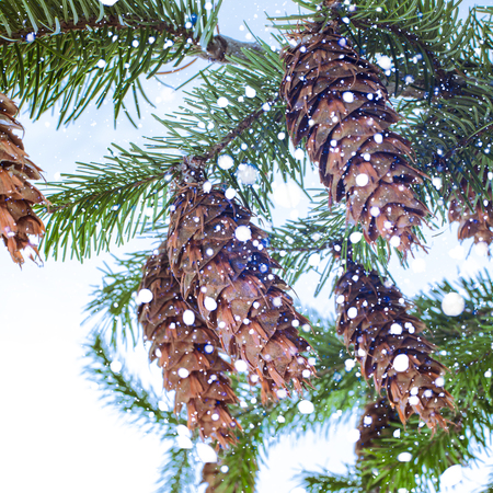 Pine branch with cones and snowstorm close upの写真素材