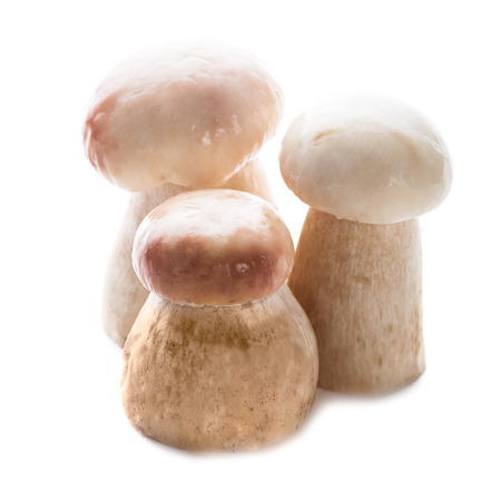 Group of fresh ceps isolated on white の写真素材