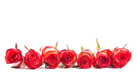 Red roses in a row isolated on whiteの写真素材