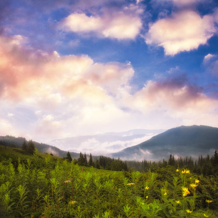 Landscape with fog in mountains and rows of trees in morning