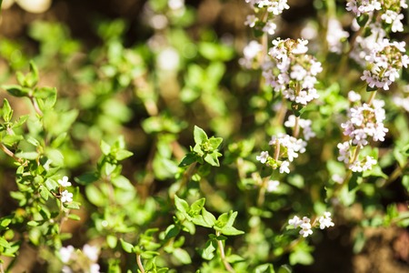 Thyme blossom in the garden close upの写真素材