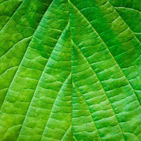 Leaf background very close up for design