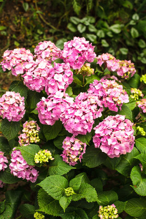 Pink hydrangea flowers on the bush in the flower garden