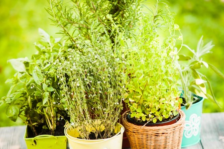 Cozy home garden with herbs - rosemary, sage, basil, thyme and oreganoの写真素材