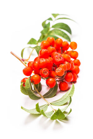 Rowan berries on a twig with leaves isolated on whiteの写真素材